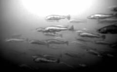 erster Fischschwarm